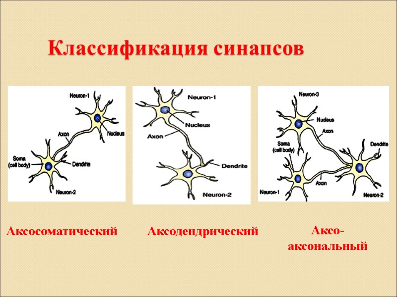 Классификация синапсов Аксосоматический Аксодендрический Аксо-аксональный